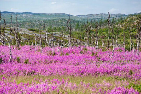 Blooming Fireweed (Chamerion angustifolium) field and moth damage in mountain birch forest (Betula pubescens ssp. czerepanovii) in Northern Sweden