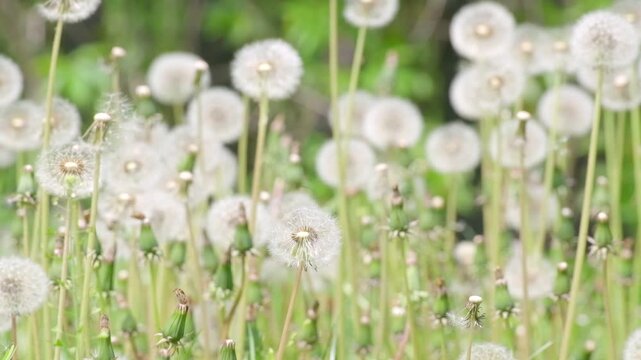 Dandelion Seed Field Soft Nature Background Loop Slow Motion. White Dandelion Texture Dreamy Spring Background for Design. Airy Dandelion Seeds Natural Background Copy Space Concept