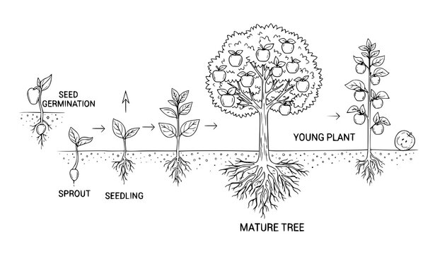 Apple Tree Life Cycle Vector Germination Growth to Ripe Fruit Illustration