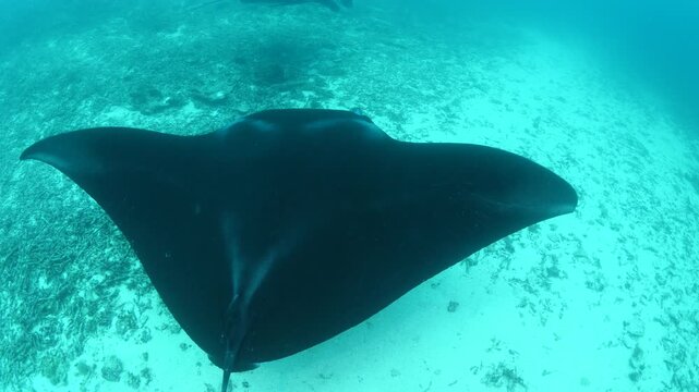 manta ray swim elegant underwater around corals ocean scenery scuba divers to see 