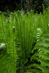 Fototapeta premium Lush green fern fronds growing in a dense forest thicket