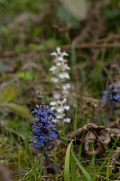 White and blue bugleweed flowers blooming in spring forest