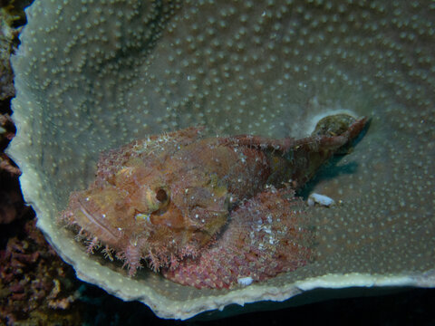 Scorpionfish (Scorpaena sp.) perfectly camouflaged against coral reef substrate, Malapascua, Philippines - a master of ambush predation and cryptic disguise in Indo-Pacific waters.