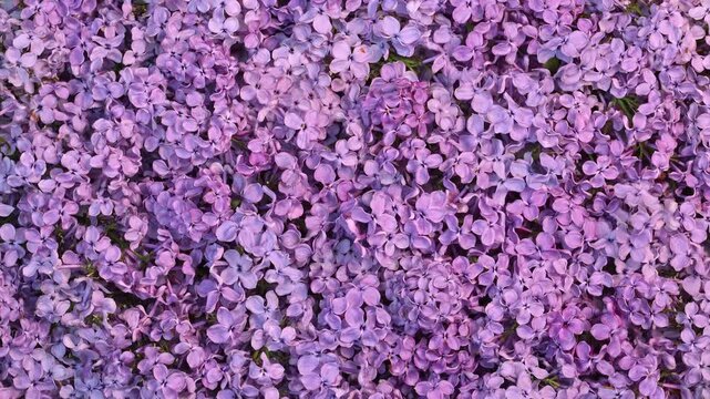 Blooming Lilac Flowers Rotating Flat Lay Background, Soft Floral Design Texture Loop. Purple Lilac Blossom Spinning Top View. Lilac Petals Romantic Spring Background