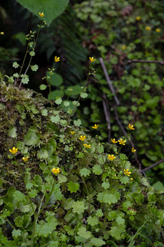 Yellow cymbal-leaved saxifrage flowers blooming on a mossy rock