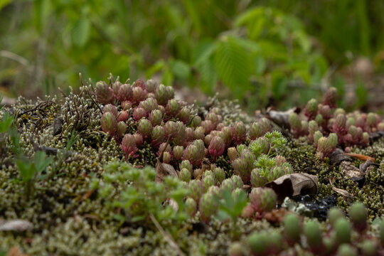 Close up of a  succulent plant Sedum rubens red stonecrop growing on a mossy surface
