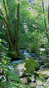 Forest stream flowing over mossy rocks in nature