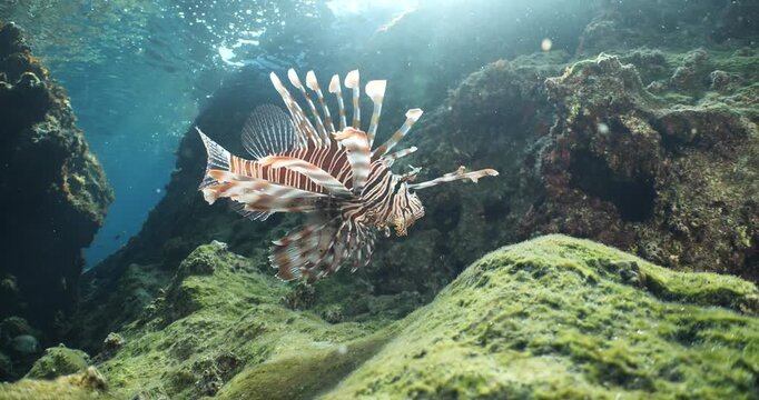 lionfish  underwater searching and patroling rocks for food mediterranean sea
