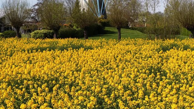 Dutch windmill revealing behind bright yellow rapeseed field