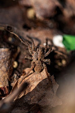 Forest floor spider among dry leaves