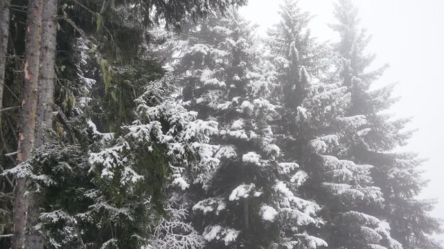 View from ski lift over snowy pine forest during snowfall, winter mountain resort, Caucasus. Skiing atmosphere, cold weather, scenic winter landscape, alpine travel