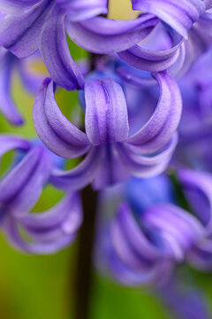 Vibrant purple hyacinth blooms in soft-focus close-up