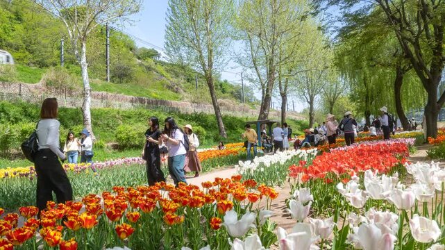 Seoul, South Korea - Apr. 19, 2026 : 4K timelapse video of Beautiful blooming tulip garden with colorful flowers in Yongbi Rest Area, Seoul