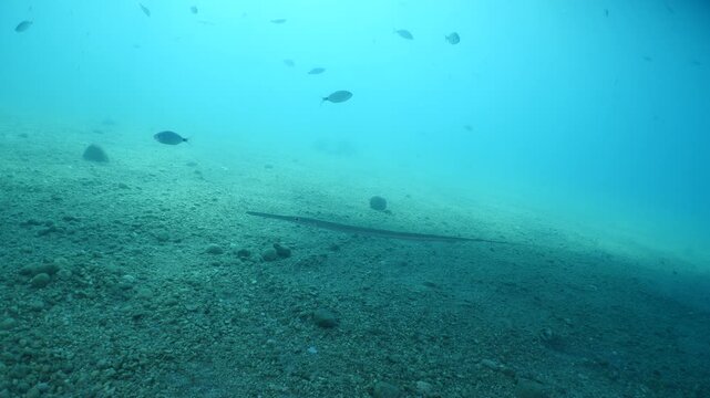 cornet fish  cornetfish fistularia underwater ocean scenery Fistularia commersonii