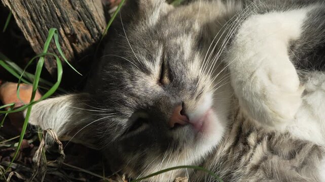 Cat, sleeping, grass. A cute grey and white cat sleeping peacefully in the warm sunny grass outdoors