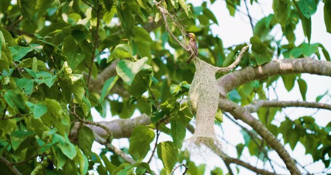 Yellow male aya weaver bird nest building on tropical tree branch animal wildlife