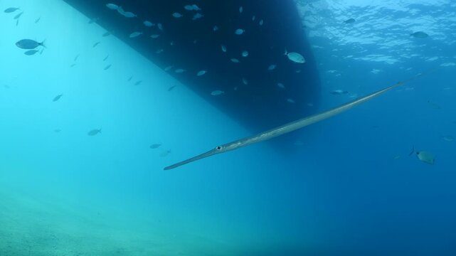 cornet fish  cornetfish fistularia underwater ocean scenery Fistularia commersonii