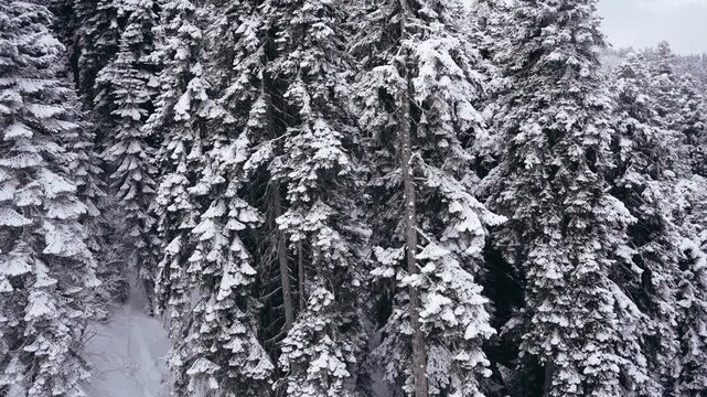 View from ski lift over snowy pine forest during snowfall, winter mountain resort, Caucasus. Skiing atmosphere, cold weather, scenic winter landscape, alpine travel