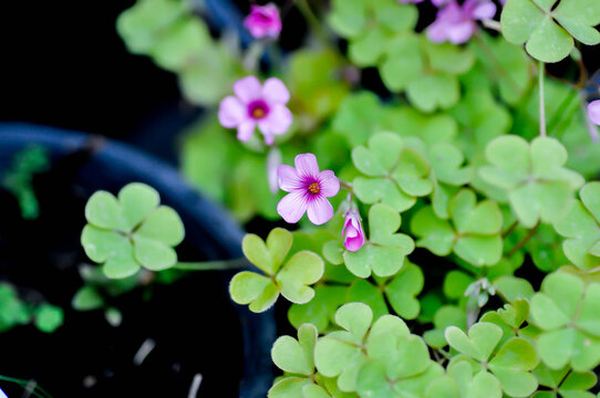 Oxalis, Oxalidaceae or Oxalis articulata or Oxalis corymbosa DC or Oxalis crassipes Rosea or  Oxalis debilis or Pink sorrel or Wood Sorrel or purple flower