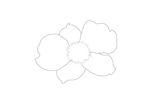 Minimalistische Blumen-Illustration als feine Linienzeichnung auf wei&szlig;em Hintergrund