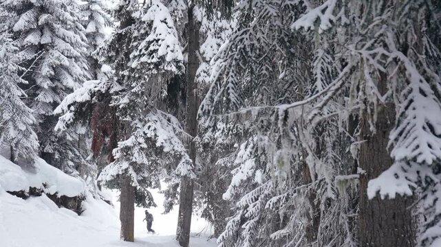 Snowboarders ride powder in a snowy forest, performing jumps, 180 turns and tricks among snow-covered fir trees. Winter freeride in a magical alpine landscape