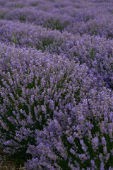 Fototapeta premium Pregnant woman on the background of a house with a lavender field
