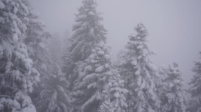 View from ski lift over snowy pine forest during snowfall, winter mountain resort, Caucasus. Skiing atmosphere, cold weather, scenic winter landscape, alpine travel