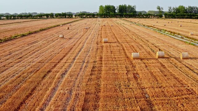 Harvested wheat field with round straw bales under a clear blue sky