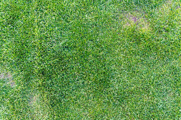 Fototapeta premium Top view of lush, green grass creating a natural background. Ideal for gardening, landscaping, and environmental projects, showcasing vitality and freshness in outdoor settings.