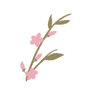 pink cherry blossom png isolated white in spring time