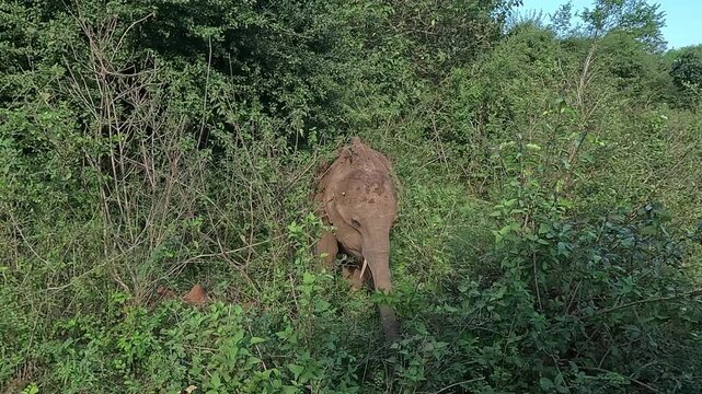 sri lankan baby tusker in Udawalawa National park