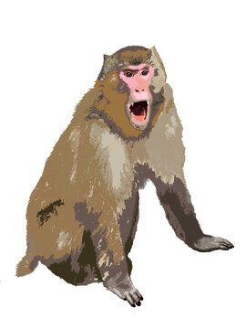 Realistic illustration of Japanese macaque intimidation 