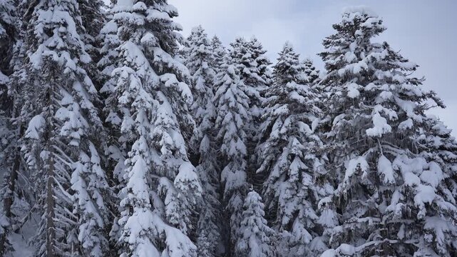 View from ski lift over snowy pine forest during snowfall, winter mountain resort, Caucasus. Skiing atmosphere, cold weather, scenic winter landscape, alpine travel