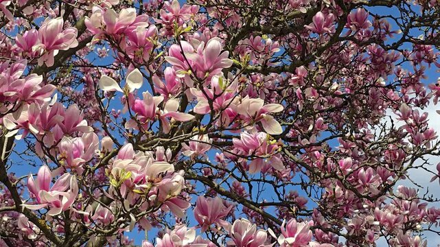 Magnolia Tree in Full Bloom with Pink Flowers against Blue Sky in Spring