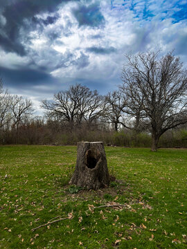 Old Tree Stump in Open Meadow Under Dramatic Cloudy Sky with Bare Trees Natural Landscape Rustic Woodland Scene Peaceful Outdoor Nature Background