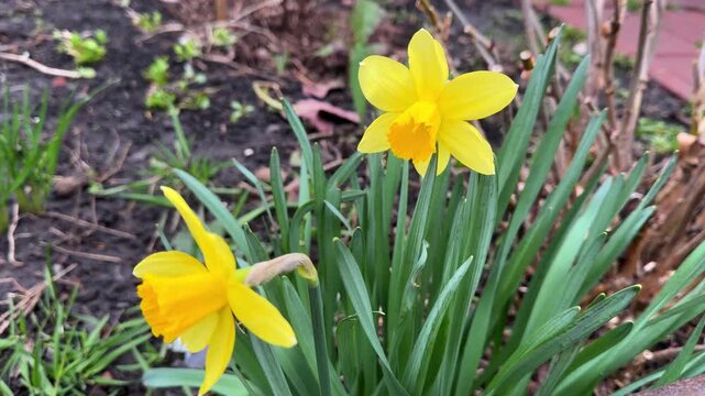 Two yellow daffodils blooming in a spring garden