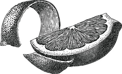 Obraz premium Detailed black and white illustration of orange slice and peel, vintage citrus fruit drawing