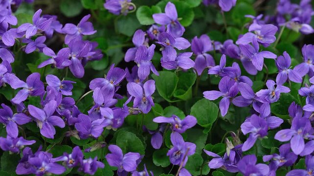 A dense carpet of vibrant purple violets with lush green leaves in nature.