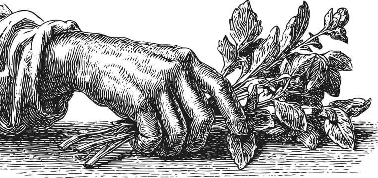 Illustration of hand holding fresh basil branches, vintage botanical drawing with detailed linework