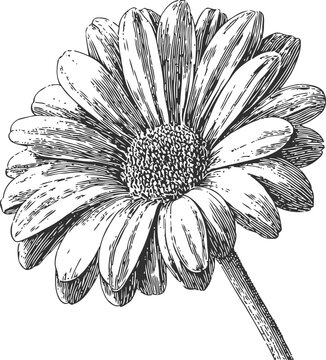 Detailed black and white daisy flower illustration with fine lines and shading, vintage botanical drawing
