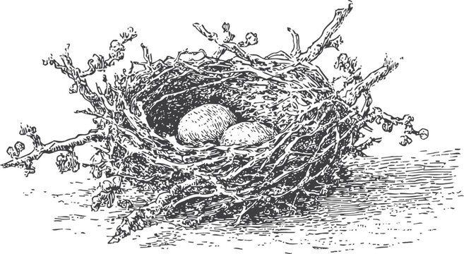 Bird nest with eggs detailed vintage engraving of natural twig nest containing eggs on ground