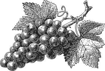 Naklejka premium detailed black and white illustration of a grape cluster with leaves and vine branch