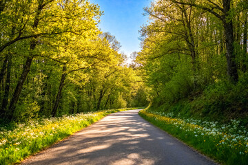 Fototapeta premium Scenic Country Road Through Lush Spring Forest