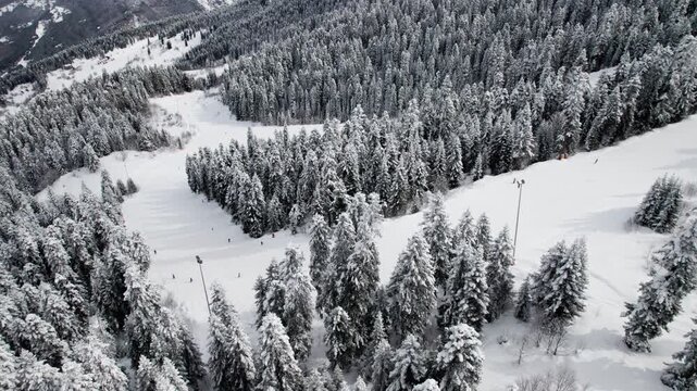 Aerial drone view of skiers and snowboarders on a wide snowy slope surrounded by pine trees in Svaneti, Georgia. Winter sports, mountain resort, scenic landscape, travel, outdoor activity