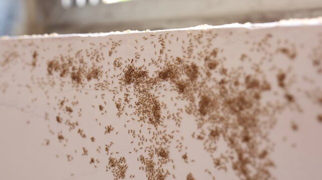 Group of ants running around in summer