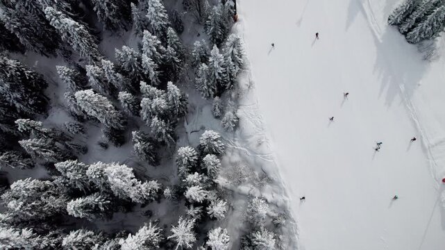 Aerial drone view of skiers and snowboarders on a wide snowy slope surrounded by pine trees in Svaneti, Georgia. Winter sports, mountain resort, scenic landscape, travel, outdoor activity