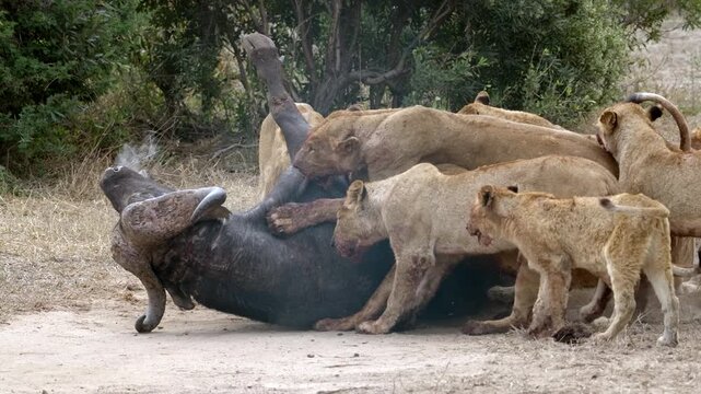 Lion pride pin down a buffalo which bellows in distress, blood struggle, ripping with claws and teeth, killing it in a brutal and intense wildlife moment, in slow motion, in Sabi Sands South Africa