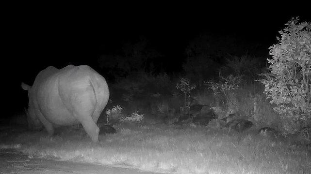 Night vision footage, rhino walking away from motion sensor camera in darkness