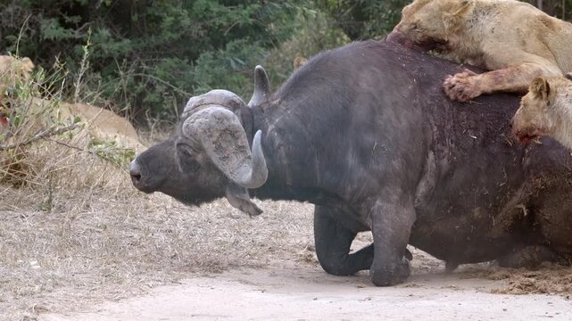 Medium shot slow motion of a lion pride subduing a buffalo after a takedown, showing intense predator-prey interaction in the African wilderness, South Africa