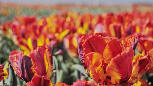Handheld shot of ruffled red and orange parrot tulips swaying in a windy Dutch field.